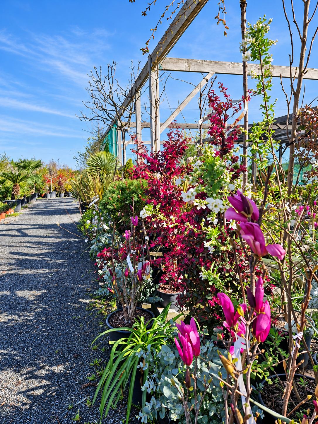 Allée de la pépinière bordée d’arbustes fleuris