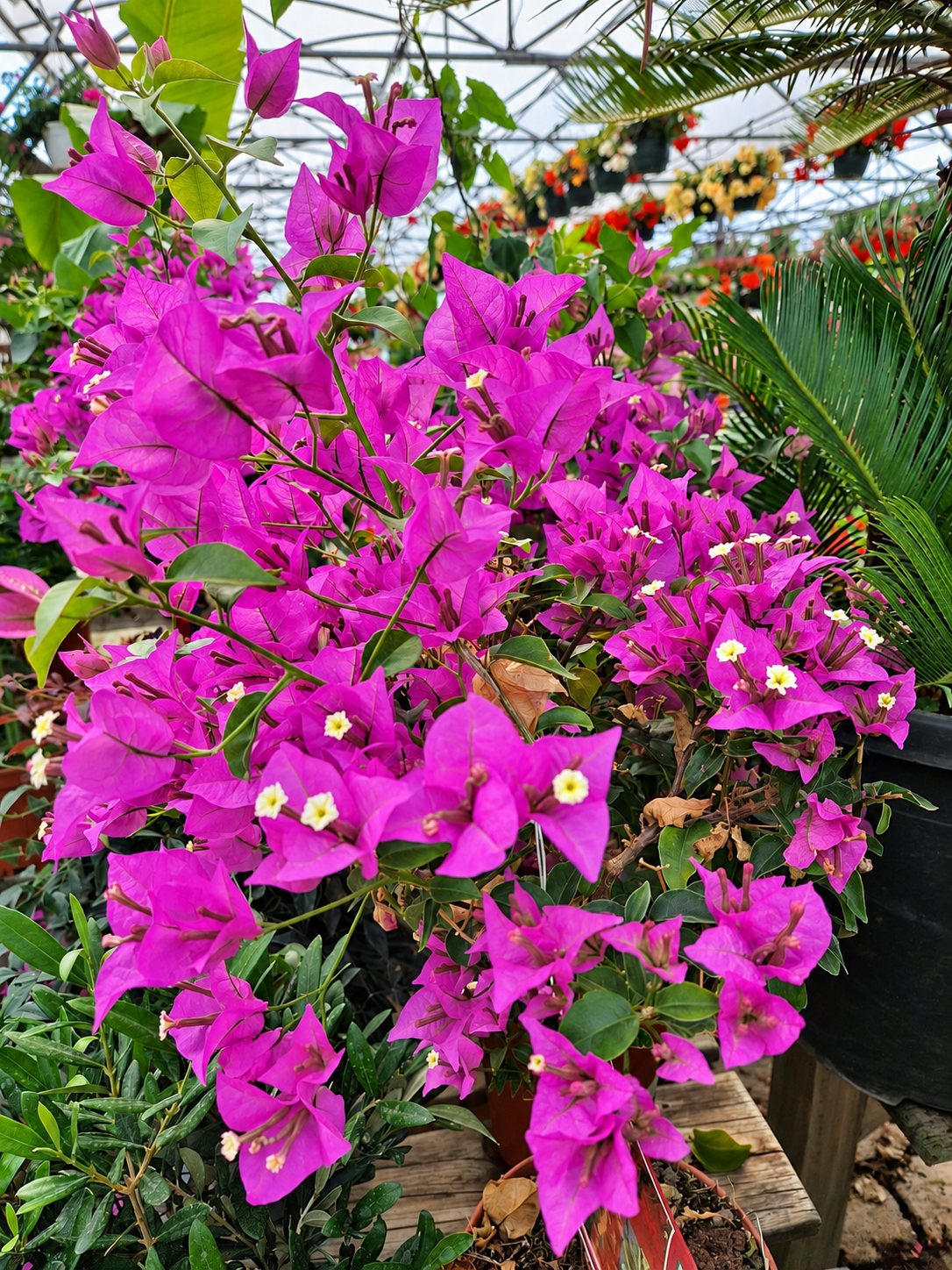 Bougainvillier aux fleurs violettes sous la serre de la jardinerie