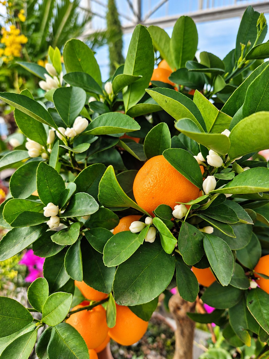 Calamondin en fleurs et en fruits orange, sous la serre horticole