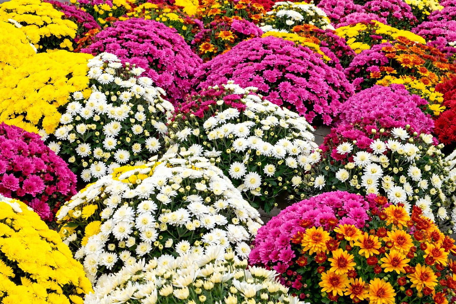 Chrysanthèmes multicolores en pots exposés à la vente