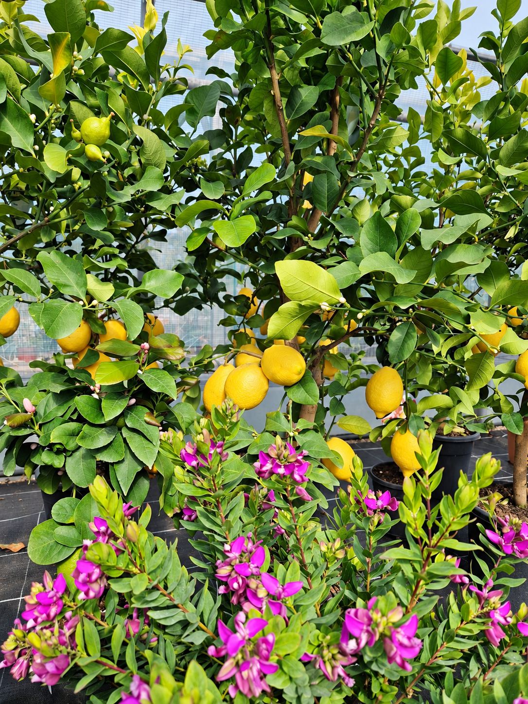 Citronniers chargés de fruits et polygales fleuris en serre