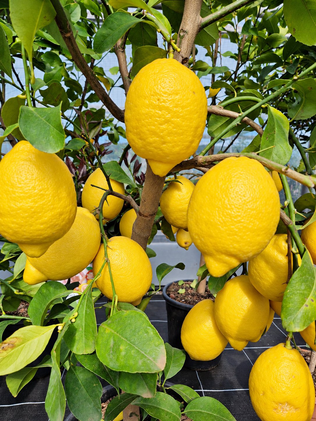 Citrons jaunes mûrs sur un citronnier en pot, sous la serre