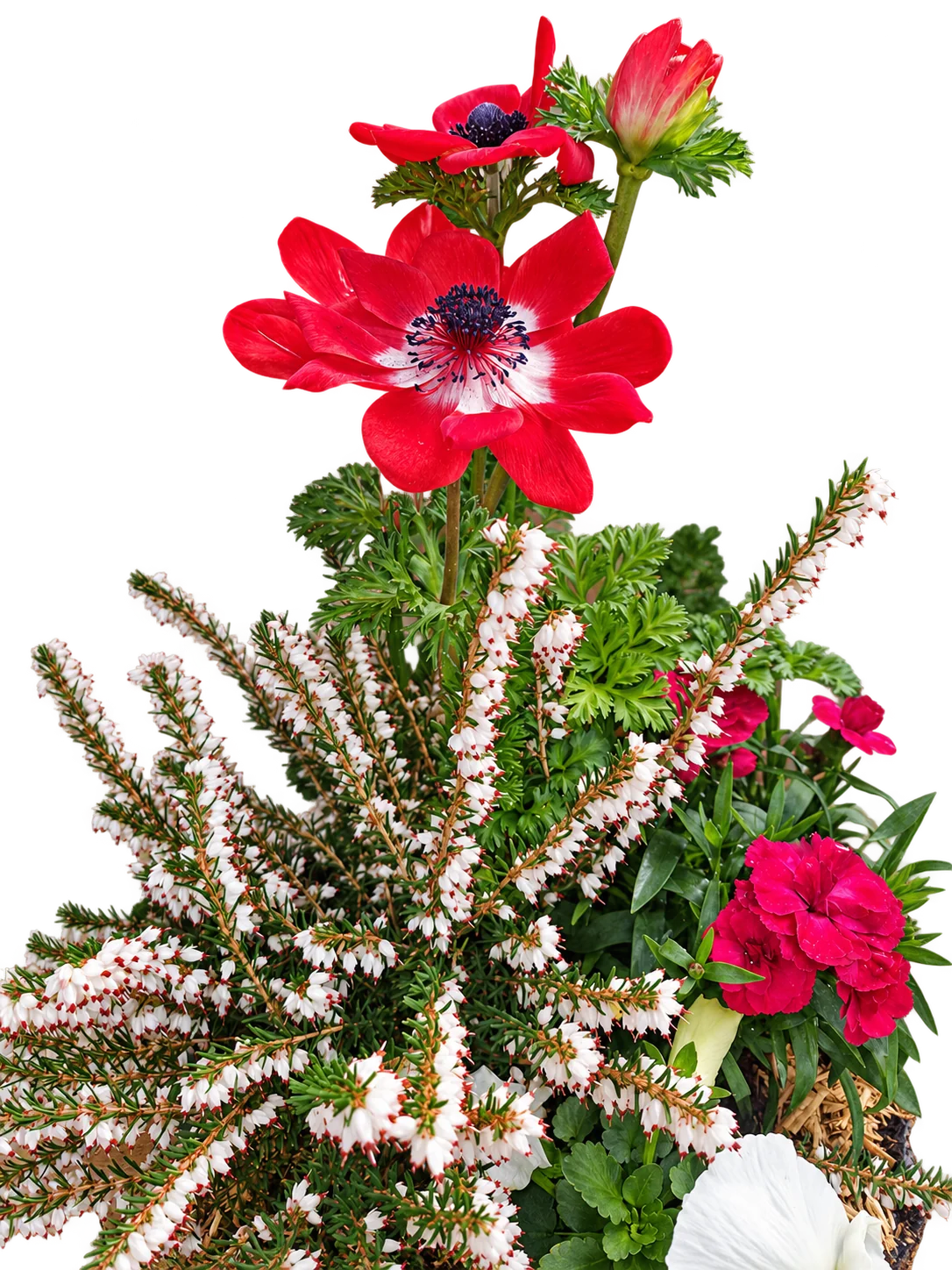 Composition de fleurs : anémones rouges et bruyère blanche