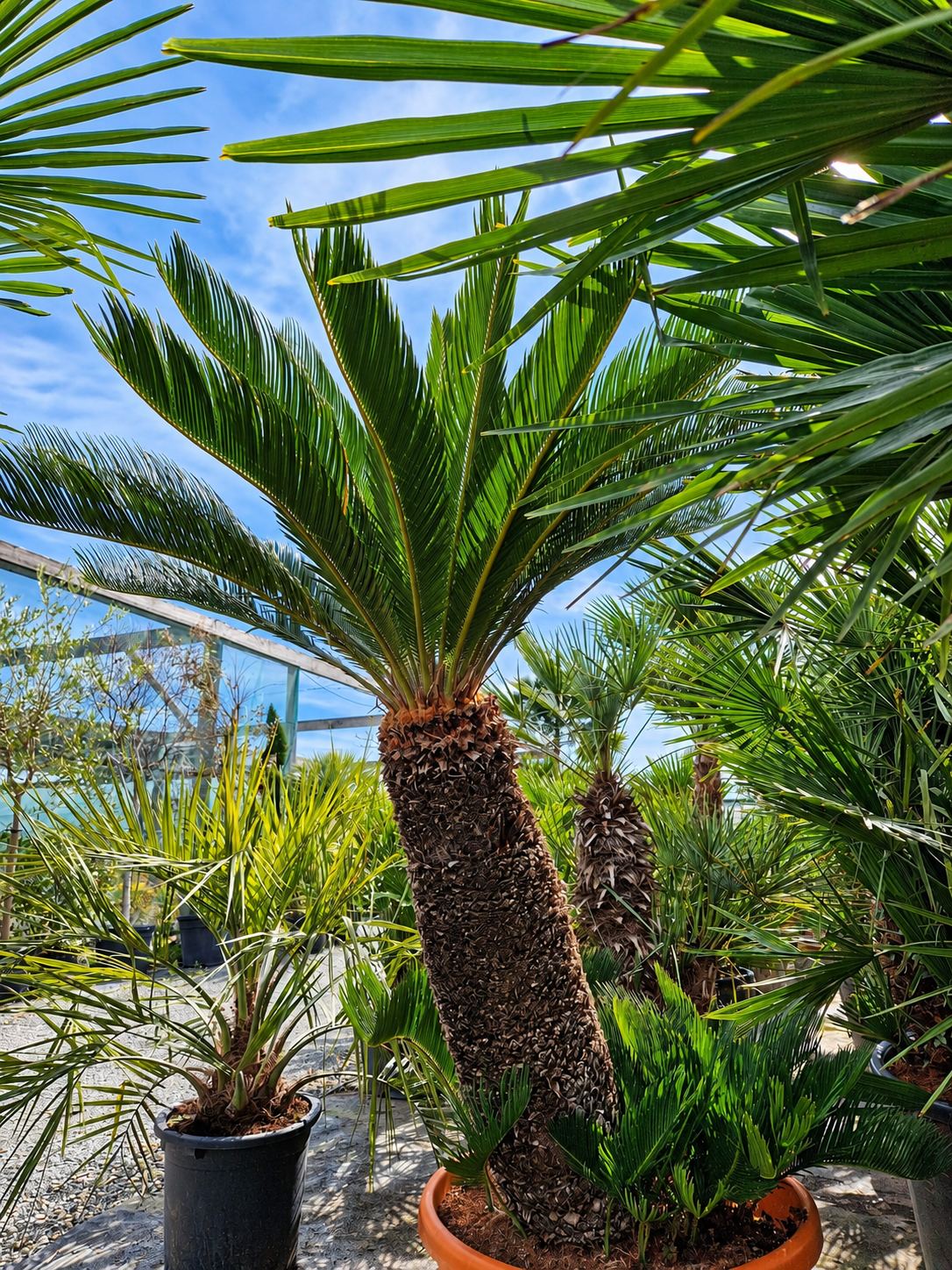 Cycas en pot au milieu des palmiers d’une pépinière ensoleillée