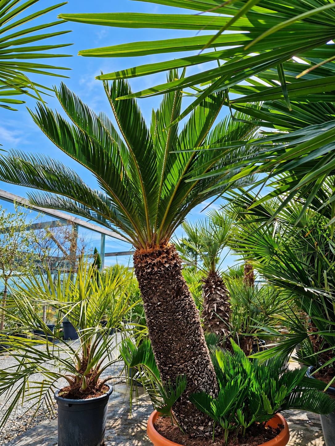Un grand cycas au tronc fibreux dans un pot en terre cuite, entouré de palmiers