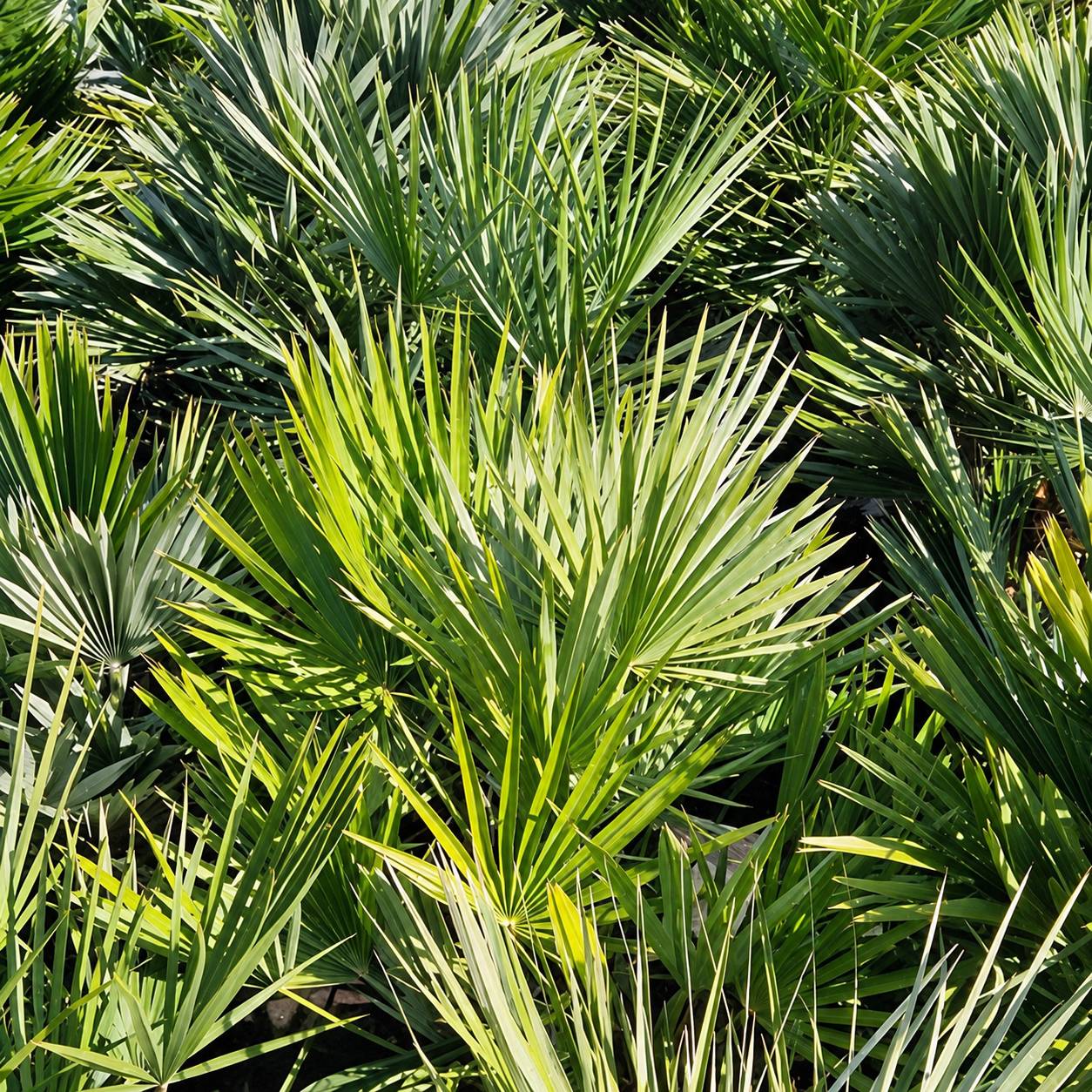 Feuillage dense de palmiers nains en plein soleil