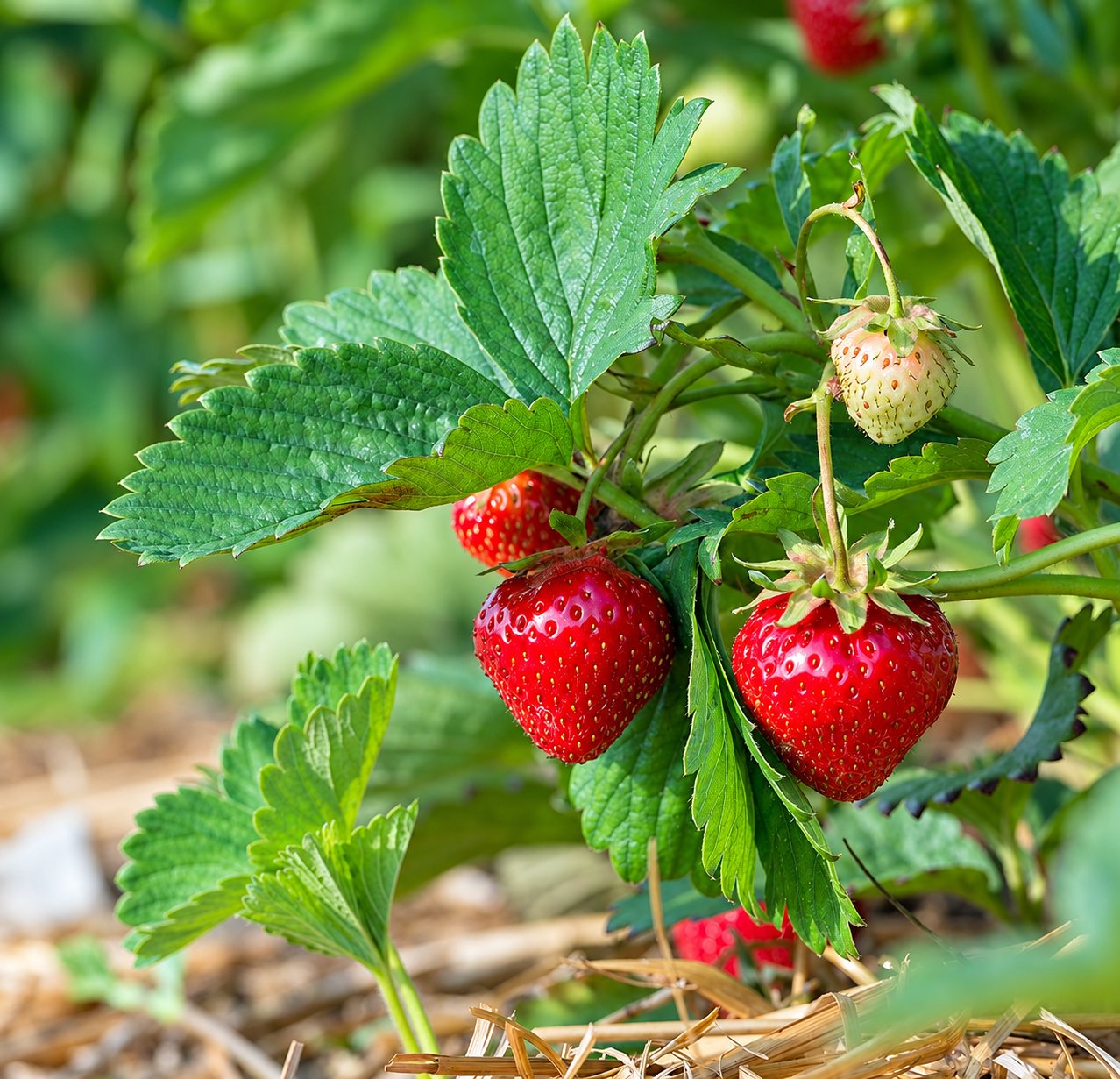 Fraises rouges mûres sur un plant paillé
