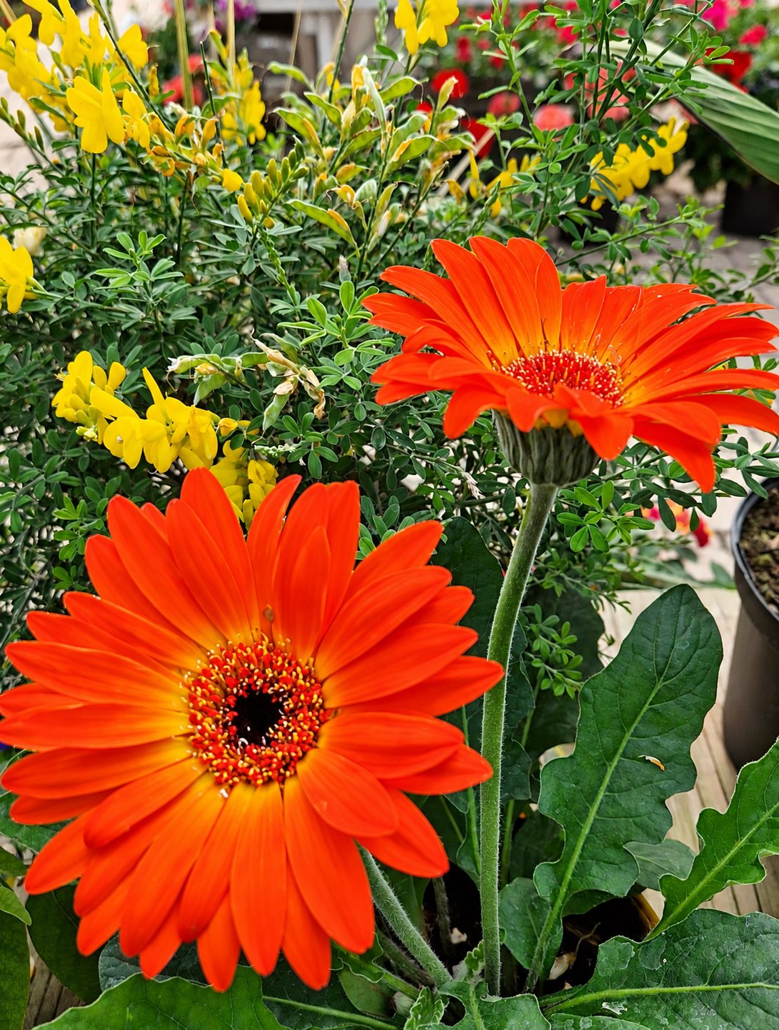 Gerberas orange et genêts jaunes en pots