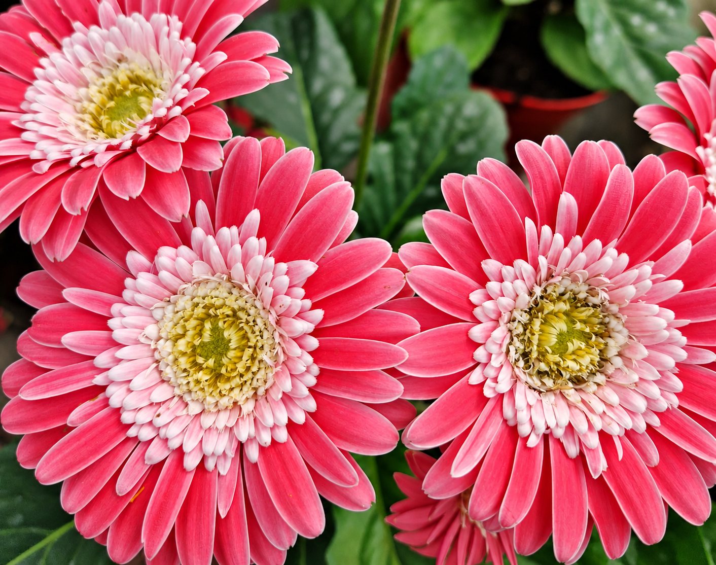 Gros plan sur des gerberas roses aux cœurs jaunes