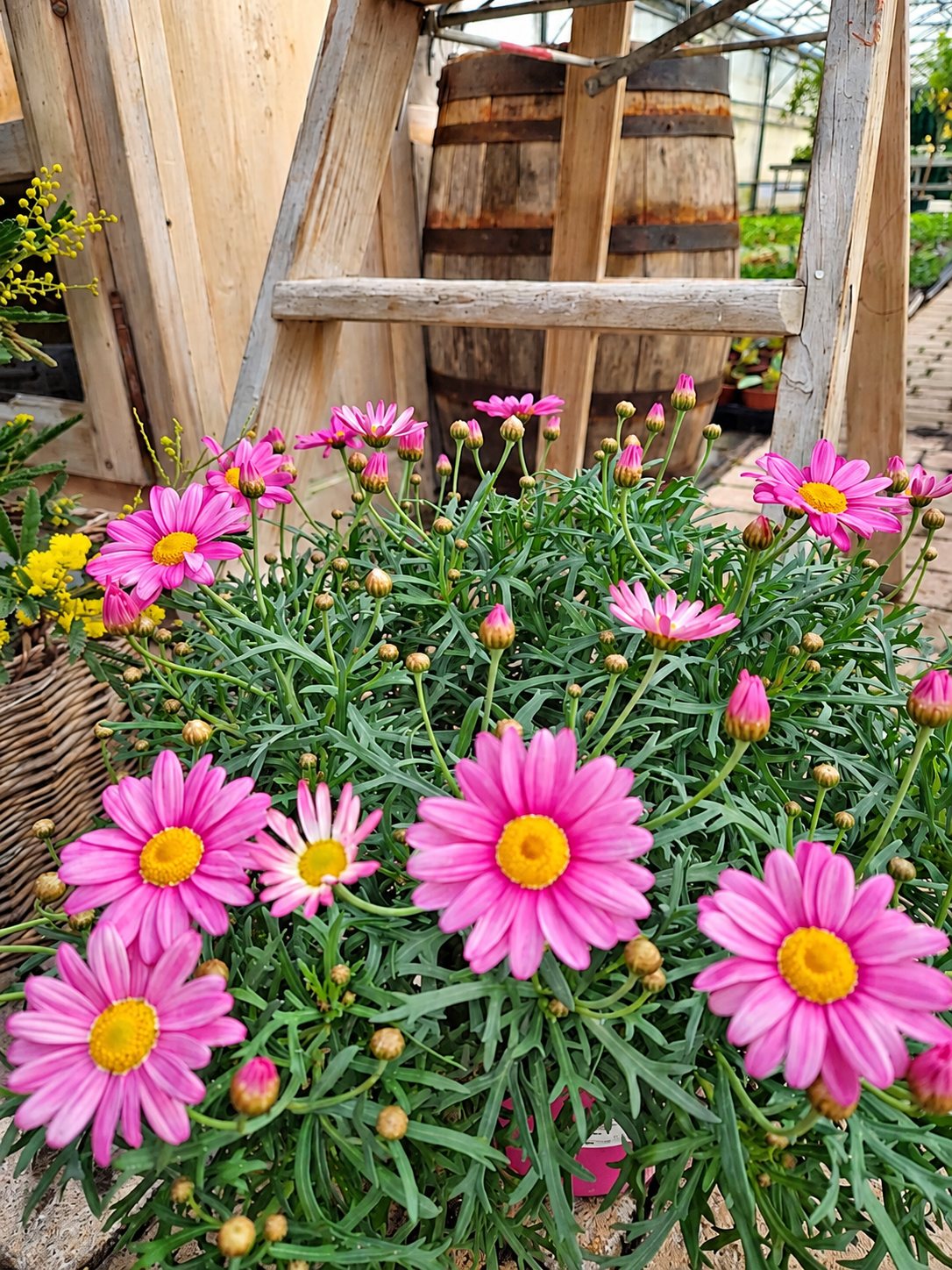 Marguerites roses exposées sur une échelle en bois et un tonneau