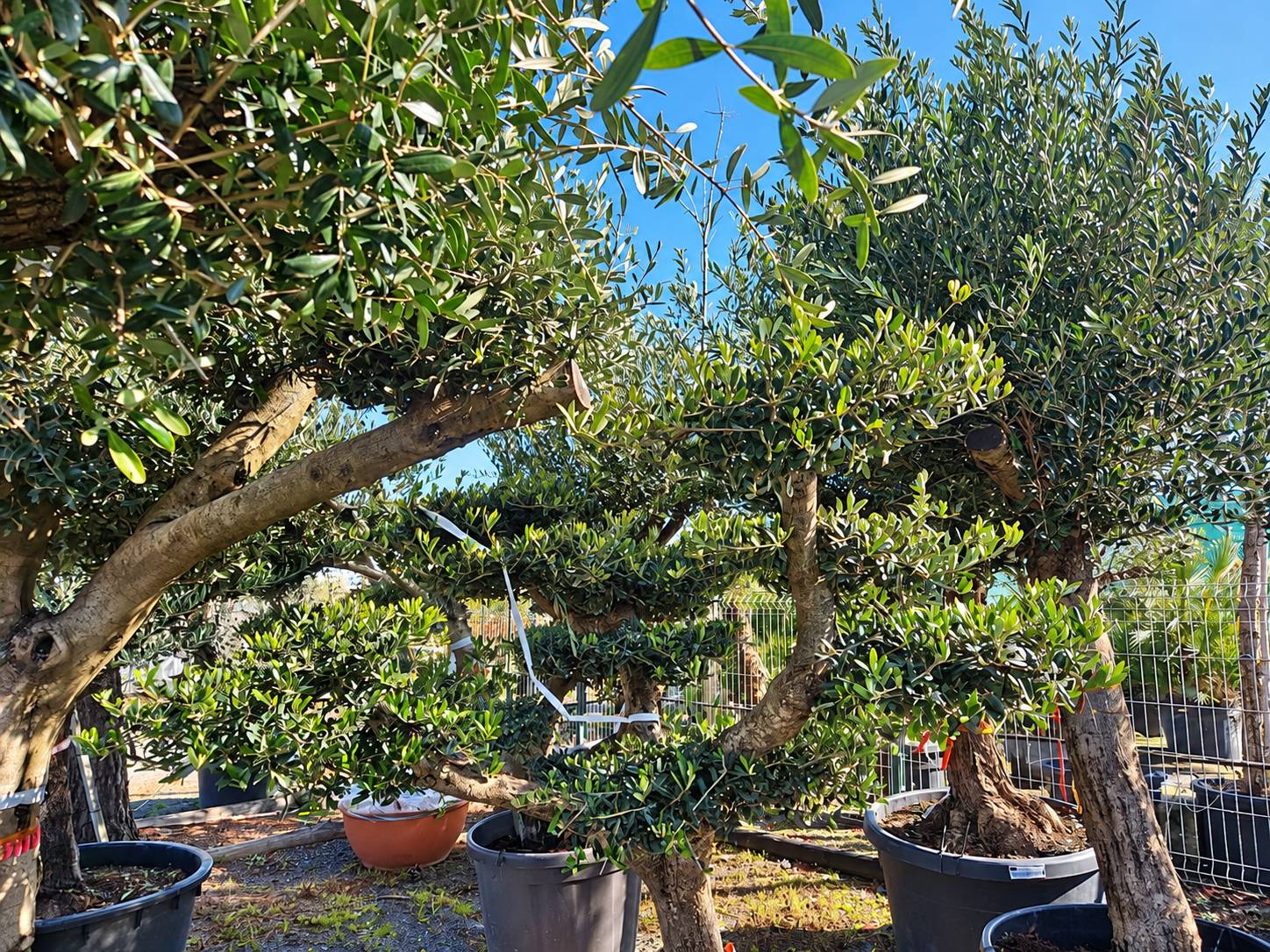 Oliviers en pots alignés dans la pépinière, sous un ciel bleu