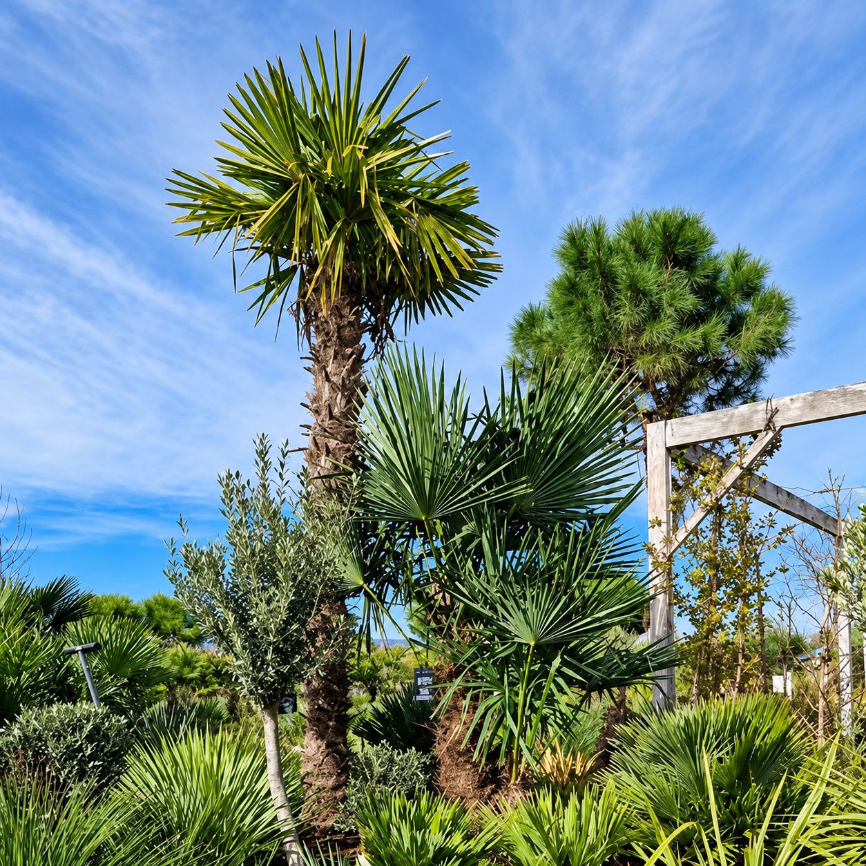 Palmiers et oliviers en pépinière, sous un ciel bleu