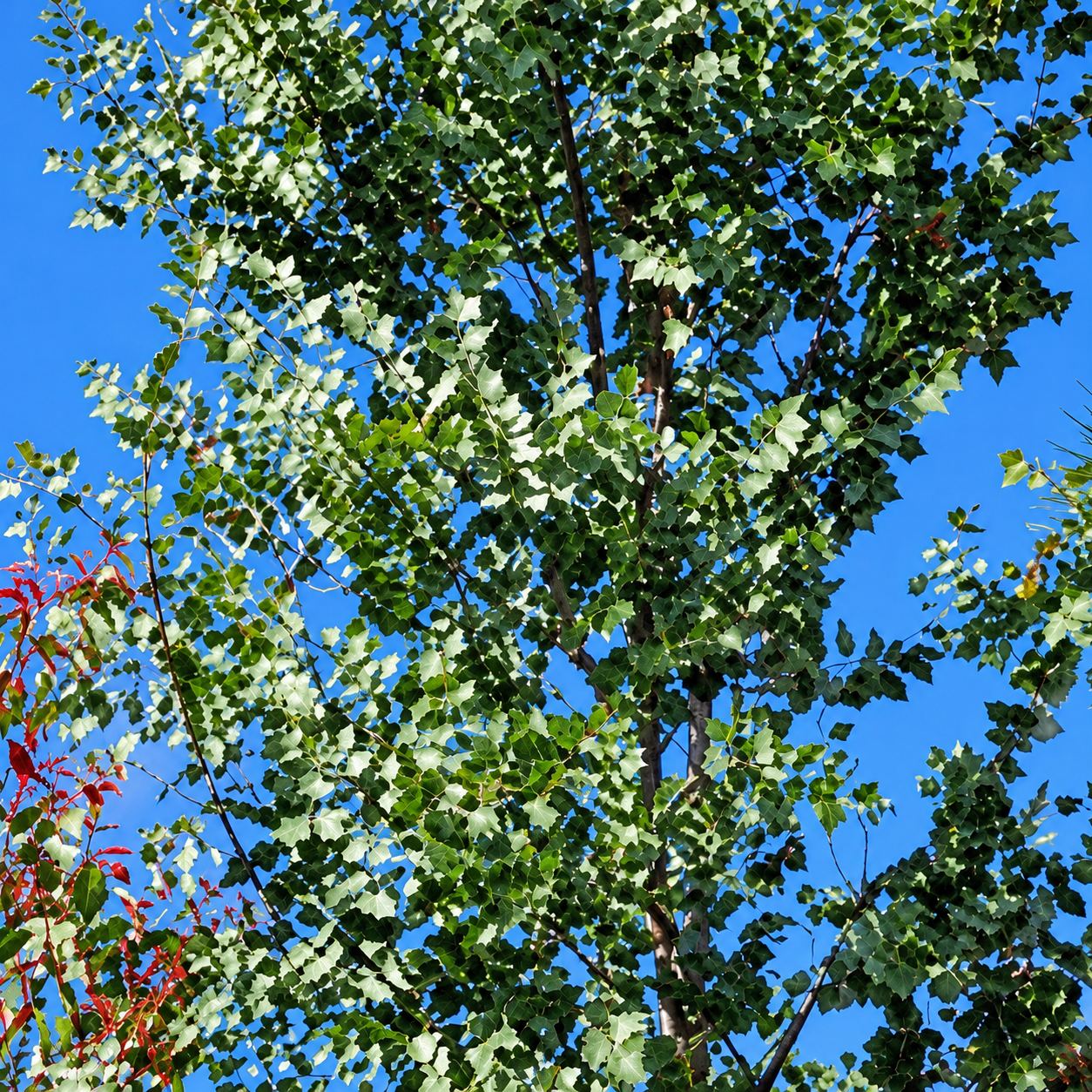 Feuillage argenté d’un arbre sur ciel bleu