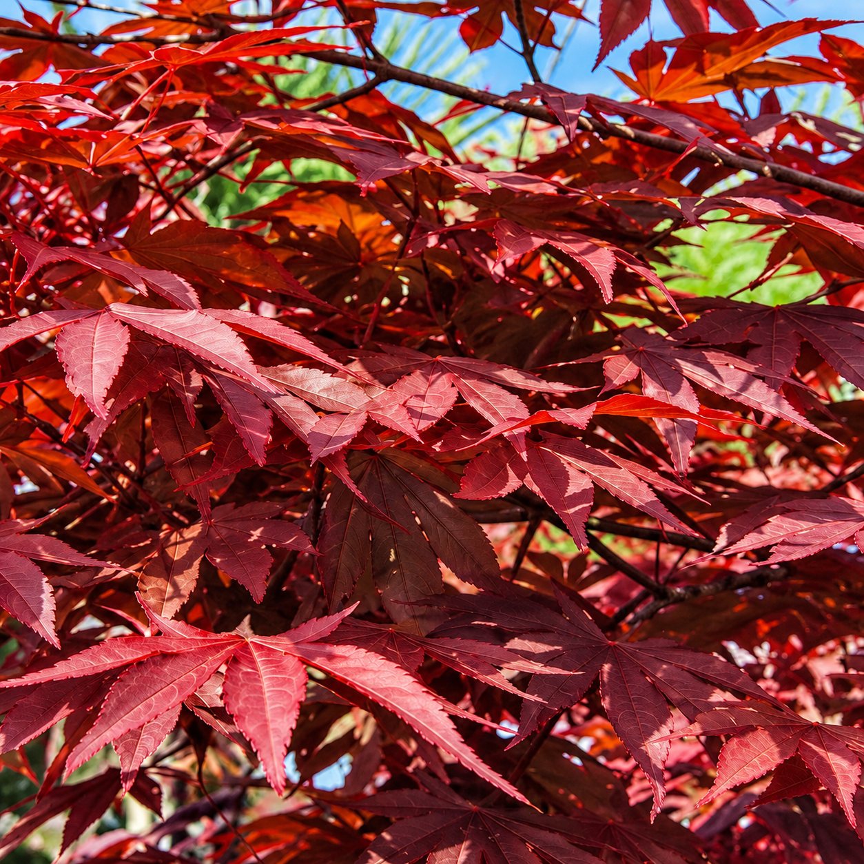 Feuillage rouge d’un érable du Japon au soleil