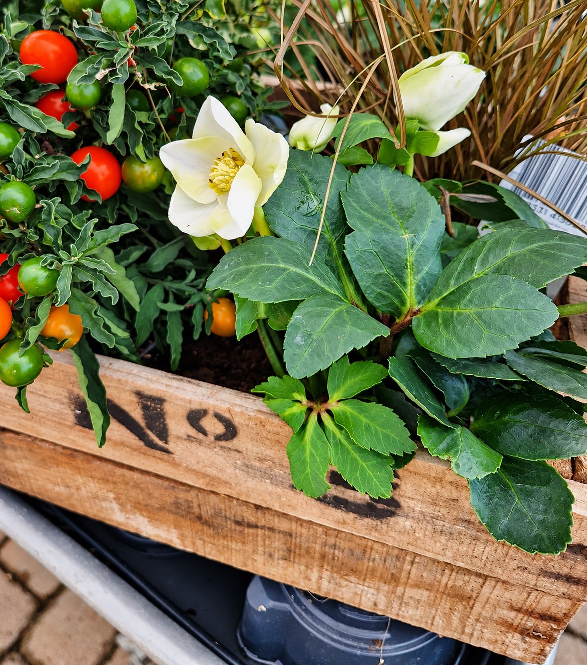 Jardinière en bois avec hellébore blanche, solanum et graminée