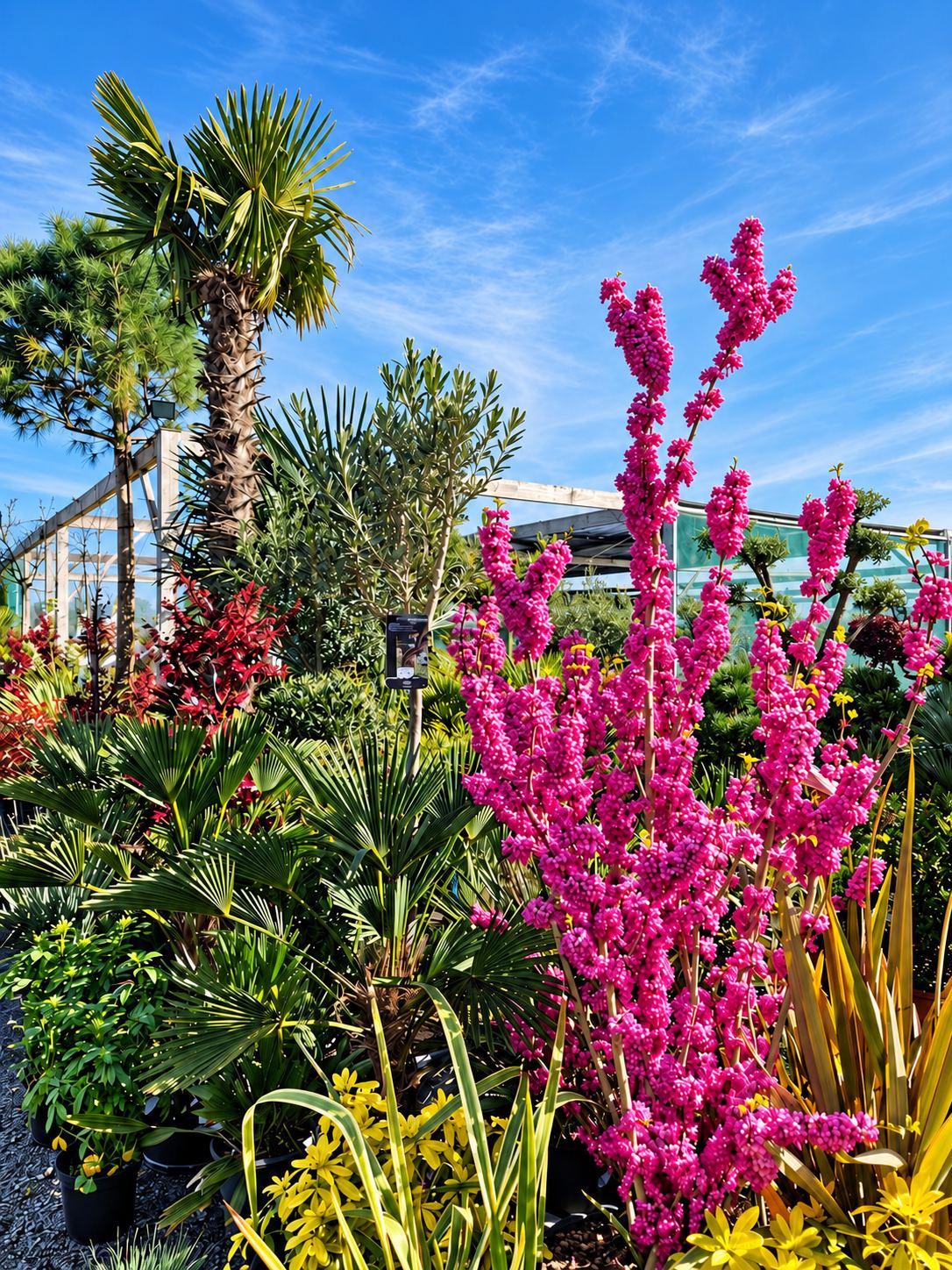 Gainier en fleurs, palmiers et plantes de pépinière sous un ciel bleu