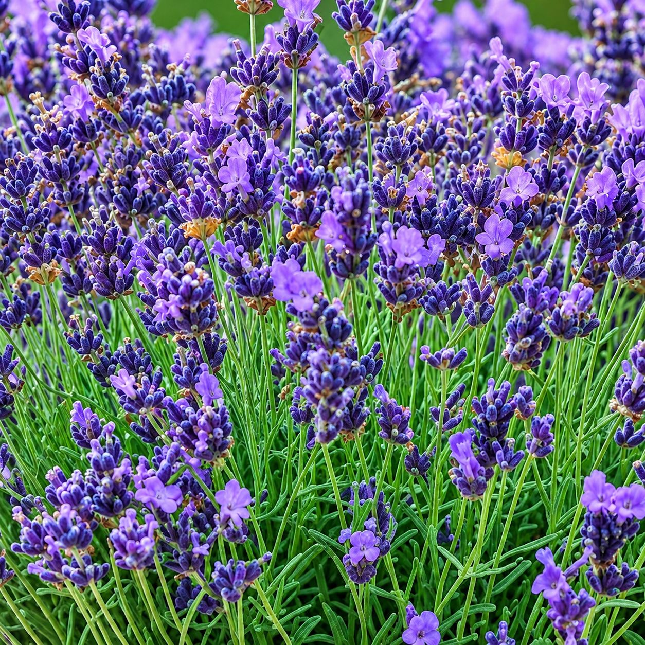 Gros plan sur des épis de lavande en fleur