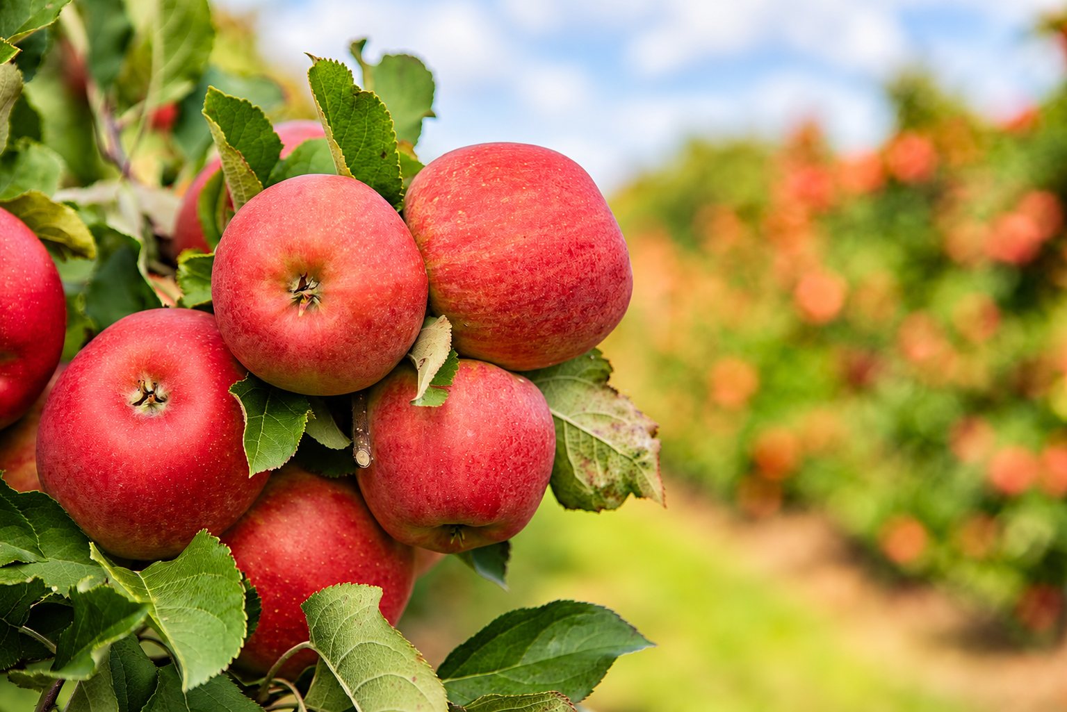 Pommes rouges mûres sur une branche de verger