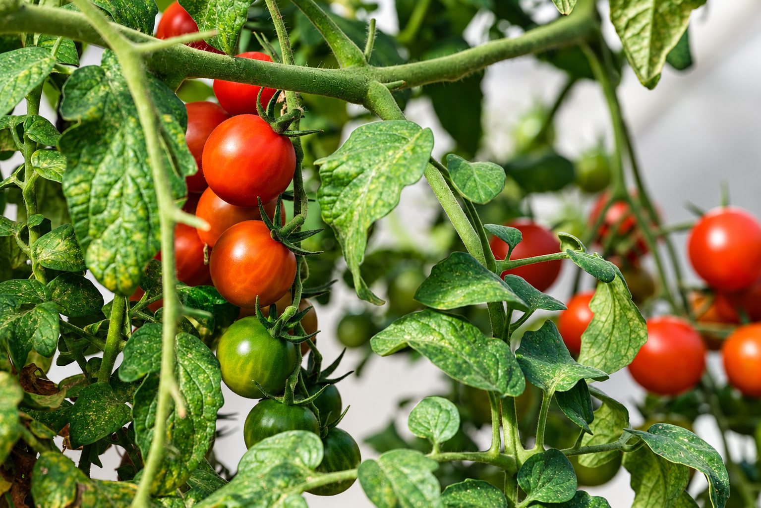 Plant de tomates cerises mûres et vertes sous la serre