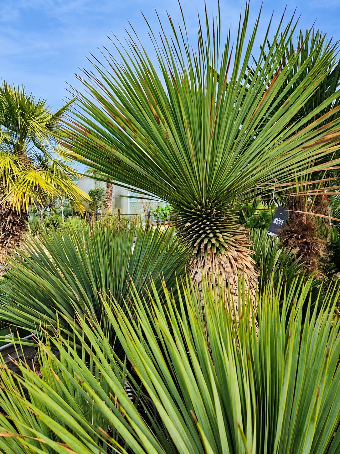 Yucca rostrata au feuillage vert, en pépinière